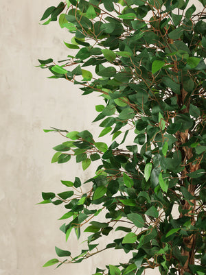 Artificial Ficus Tree Plant 210cm (W/O Pot)
