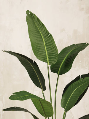 Artificial Strelitzia Tree Plant 180cm (W/O Pot)