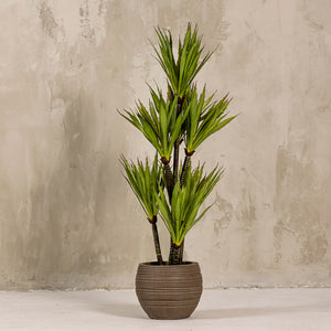 Artificial Yucca Plant with spiky leaves 110cm (W/O Pot)