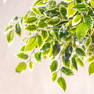 Artificial Braided Ficus Tree Plant 180cm (W/O Pot)