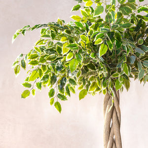 Artificial Braided Ficus Tree Plant 180cm (W/O Pot)