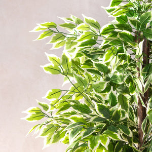 Artificial Ficus Variegata - Natural Trunk 180cm (W/O pot)