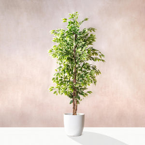 Artificial Ficus Variegata - Natural Trunk 180cm (W/O pot)