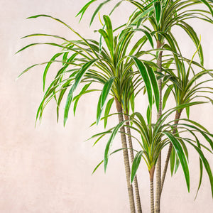 Artificial Variegated Dracaena Marginata Tree 160cm (W/O pot)