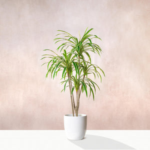 Artificial Variegated Dracaena Marginata Tree 160cm (W/O pot)