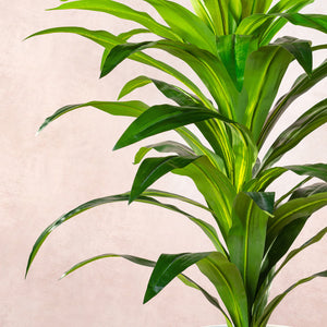 Artificial Dracaena Fragrans Tree 100cm (W/O pot)