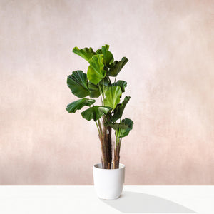 Artificial Ruffled Fan Palm Tree (W/O pot)