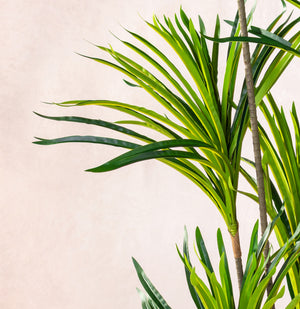 Artificial Dracaena Marginata Tree 150cm (W/O) pot