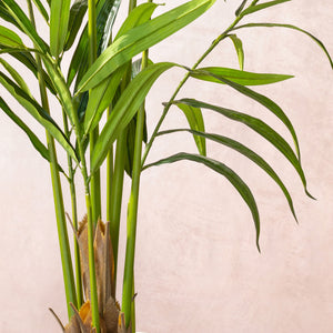 Artificial Kentia Palm Tree (W/O pot)