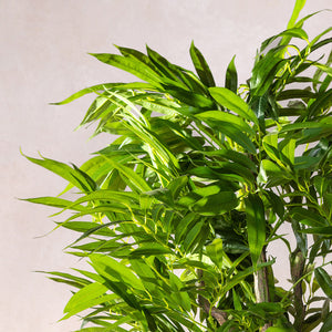 Artificial Dracaena Reflexa Tree 170cm (W/O pot)