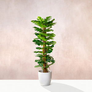 Artificial Tall Monstera Plant