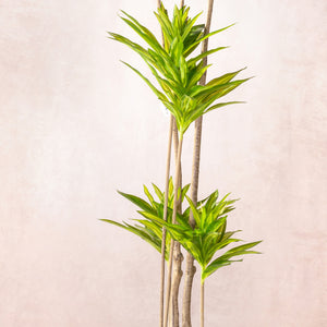 Artificial Dracaena Reflexa Tree 150cm (W/O pot)