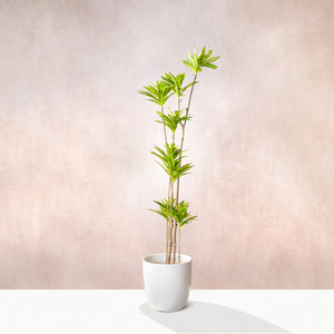 Artificial Dracaena Reflexa Tree 150cm (W/O pot)