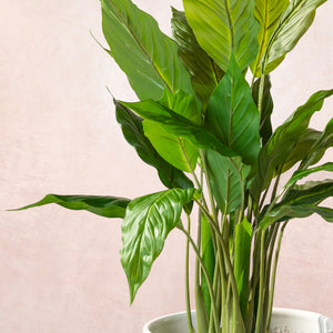 Artificial Peace Lilly Plant 75cm (W/O pot)