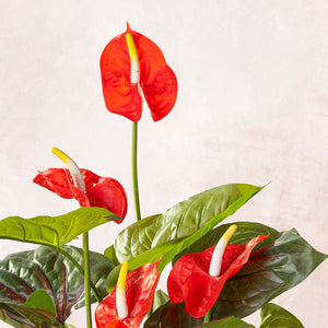 Artificial Anthurium Plant-Flamingo Flower 50cm (W/O pot)