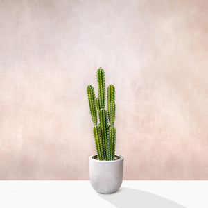 Artificial Cactus Plant 80cm (W/O Pot)