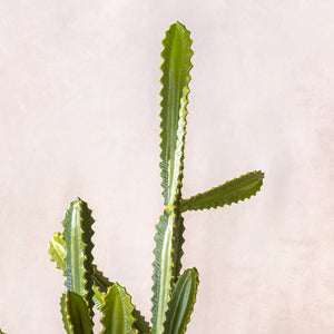 Artificial Euphorbia Cactus 110cm (W/O pot)