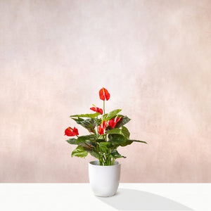 Artificial Anthurium Plant-Flamingo Flower 50cm (W/O pot)