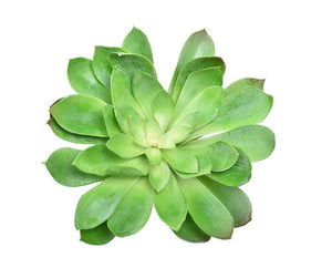 Artificial Echeveria Peacock Succulent flower