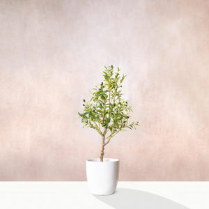 Artificial Olive Tree Plant 150cm (W/O pot)