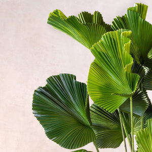 Artificial Ruffled Fan Palm Tree (W/O pot)