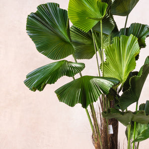Artificial Ruffled Fan Palm Tree (W/O pot)