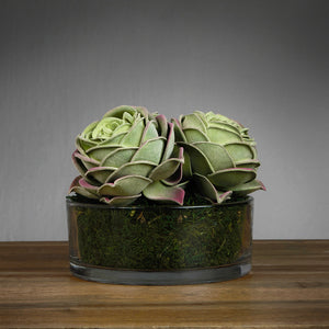 Trio Succulent Arrangement