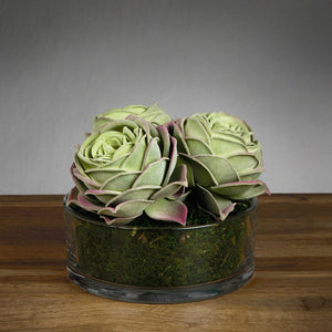 Trio Succulent Arrangement