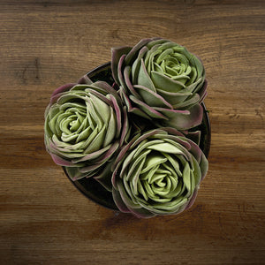 Trio Succulent Arrangement