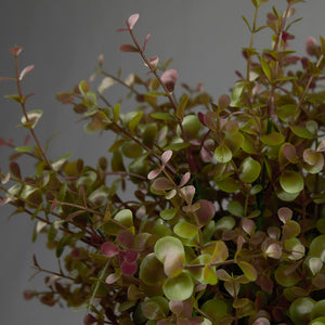 Micro Eucalyptus shrubs in a cream vintage cup
