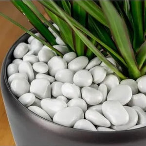 Tree-Pot Installation Service