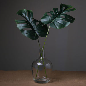Monstera