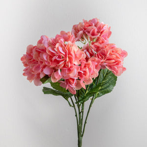 Hydrangea