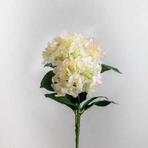 Hydrangea