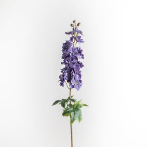 Delphinium