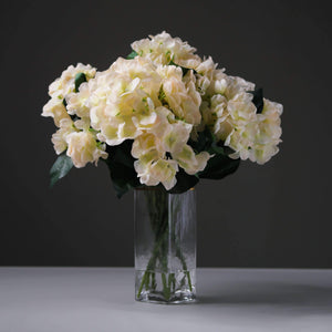 Hydrangea