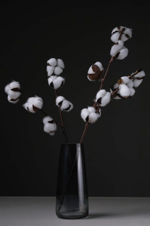 Cotton Stem