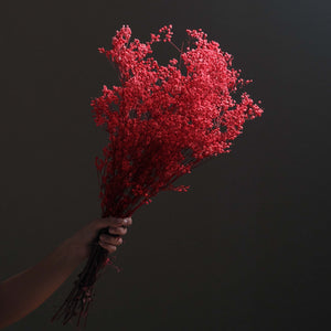 Dried Gypsophila BroomBloom - Red