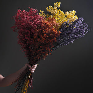 Dried Gypsophila Broom Bloom - Pink