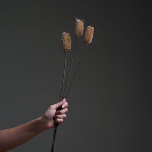 Dried Thistle flower
