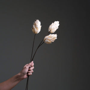 White Dried Lotus Flower