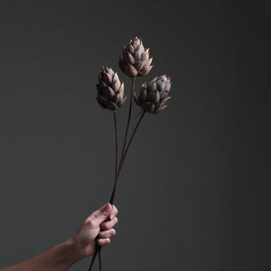 Brown Dried Lotus Flower