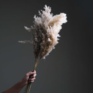 Pampas Grass Bundle of 10 stems
