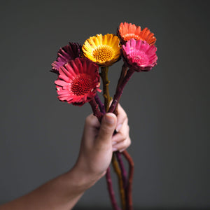 Protea Compacta