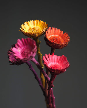 Protea Compacta