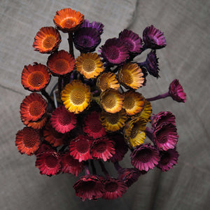 Protea Compacta