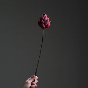 Red Dried Lotus Flower