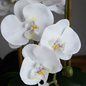 Artificial Long Orchid Arrangement in Acrylic Vase