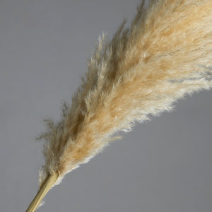 Pampas Grass Bundle of 3 stems