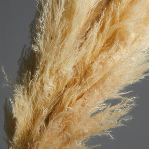 Pampas Grass Bundle of 5 stems Natural Beige